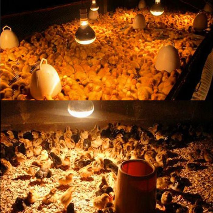 Applicable places for infrared bulb 100w Applicable places for infrared bulb 100w